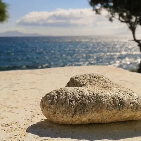 Anemelia